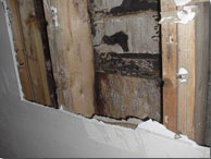 Sample of mold in a home